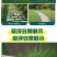 草坪草籽种子四季常青免修剪护坡固土马尼拉地毯草皮种籽绿化