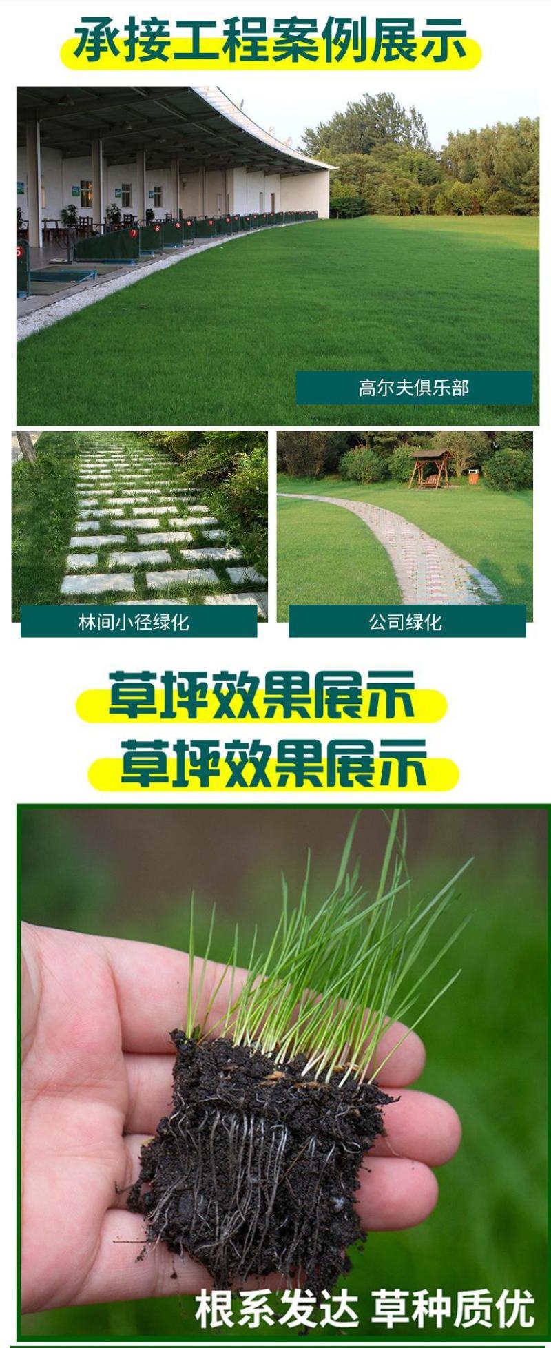 草坪草籽种子四季常青免修剪护坡固土马尼拉地毯草皮种籽绿化