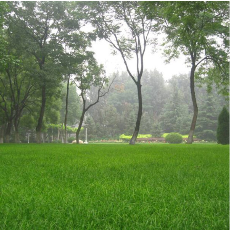 草坪草籽种子四季常青免修剪护坡固土马尼拉地毯草皮种籽绿化
