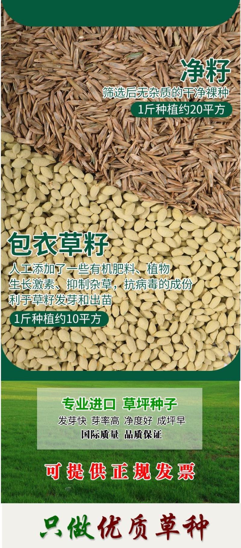 草坪草籽种子四季常青免修剪护坡固土马尼拉地毯草皮种籽绿化