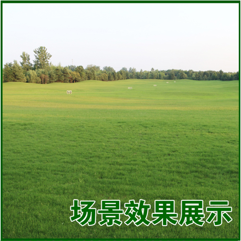 草坪草籽种子四季常青免修剪护坡固土马尼拉地毯草皮种籽绿化