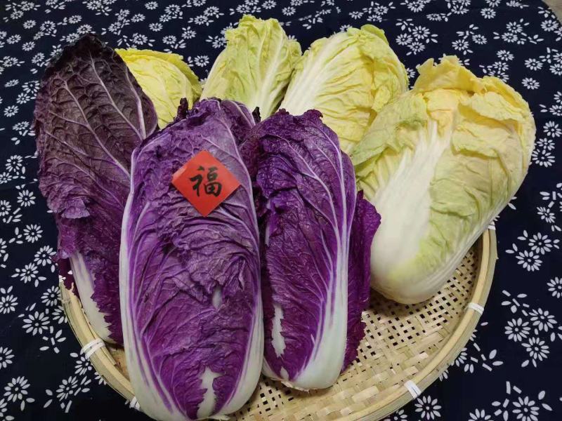 紫白菜，紫色白菜，富含花青素，口感好营养高，全国发货