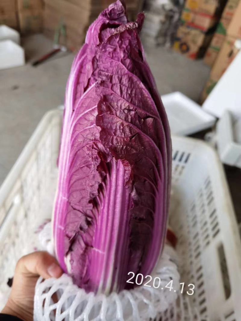 紫白菜，紫色白菜，富含花青素，口感好营养高，全国发货