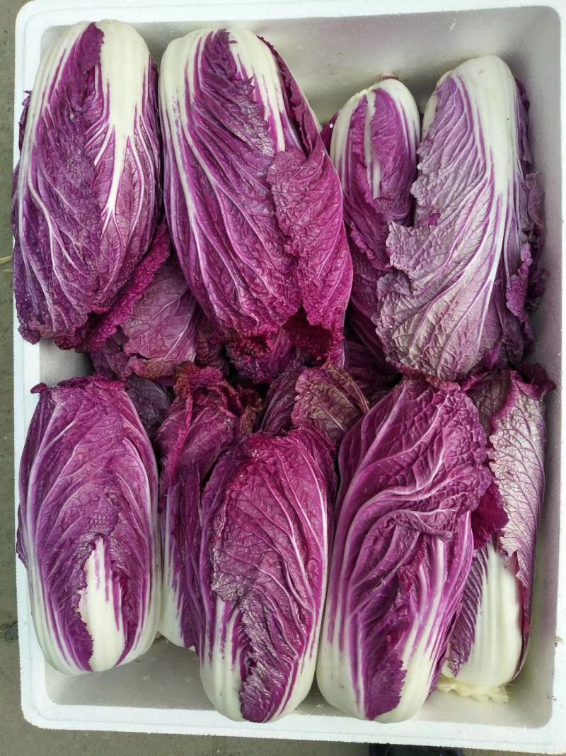 紫白菜，紫色白菜，富含花青素，口感好营养高，全国发货