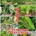 香菇多糖番茄辣椒黄瓜烟草芝麻病毒病花叶病小叶病生物杀菌剂