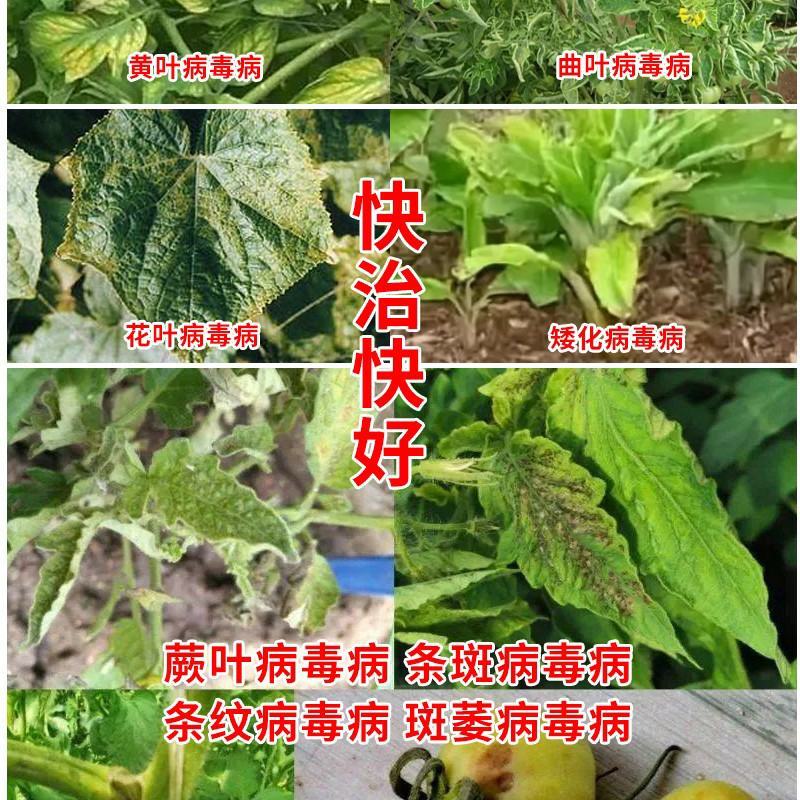 香菇多糖番茄辣椒黄瓜烟草芝麻病毒病花叶病小叶病生物杀菌剂