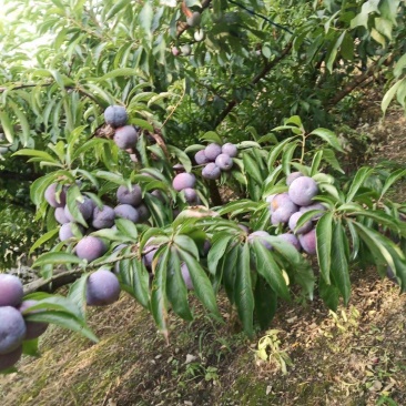 四川泸州，脆红李第一大镇，味道脆甜个头均匀欢迎老板来骚扰