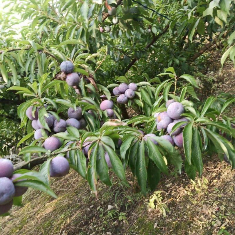 四川泸州，脆红李第一大镇，味道脆甜个头均匀欢迎老板来骚扰