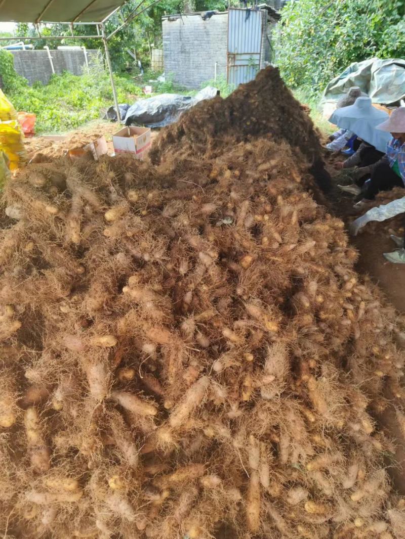 毛薯