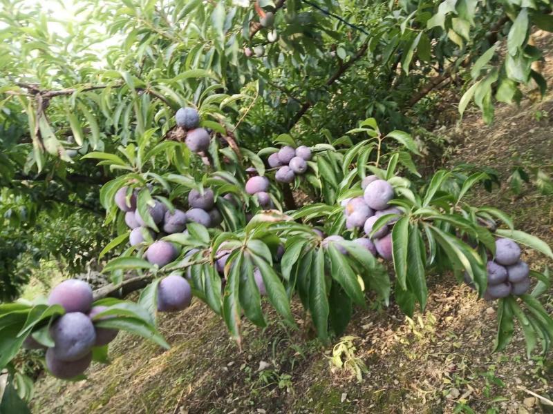 四川泸州，脆红李第一大镇，味道脆甜个头均匀欢迎老板来骚扰