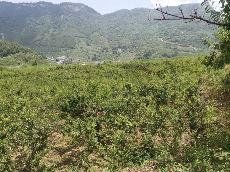 四川泸州，脆红李第一大镇，味道脆甜个头均匀欢迎老板来骚扰