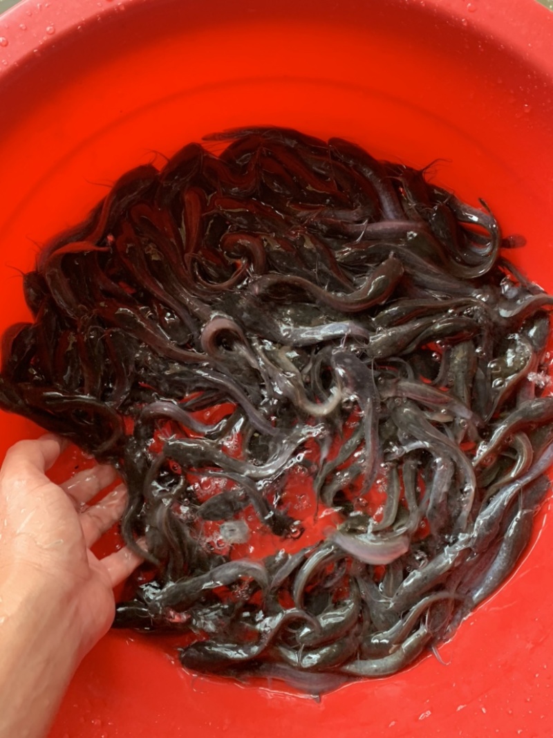 埃及鱼苗，养殖环境简单，生长速度更快，养殖简单方便。