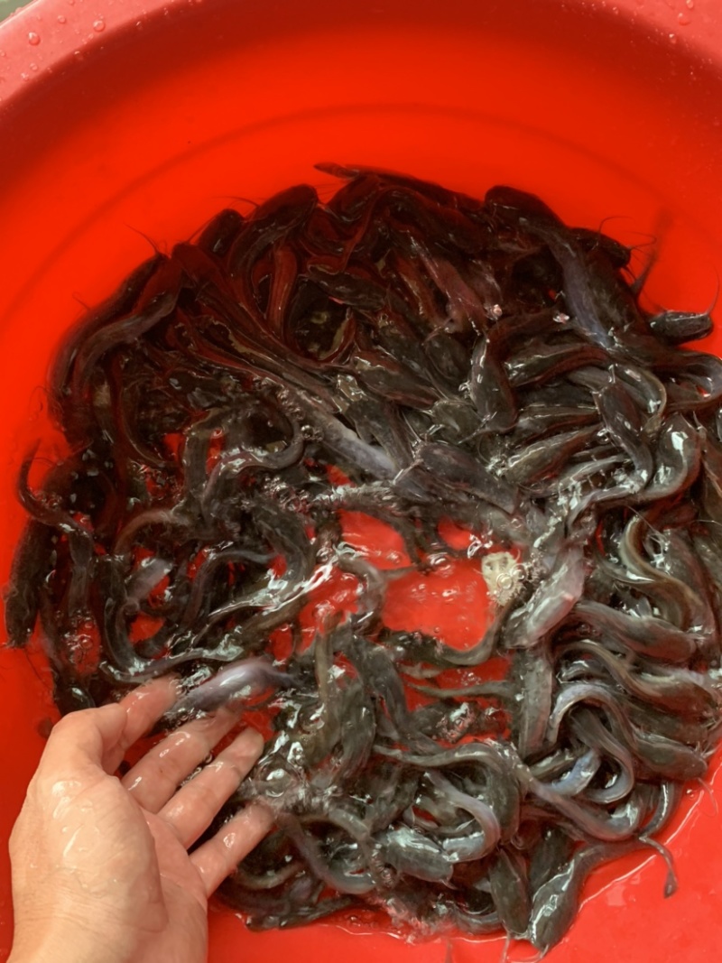 埃及鱼苗，养殖环境简单，生长速度更快，养殖简单方便。
