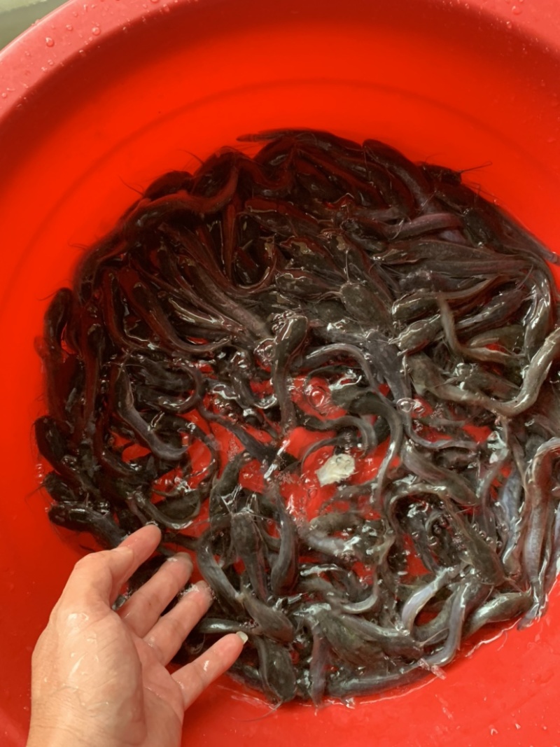 埃及鱼苗，养殖环境简单，生长速度更快，养殖简单方便。