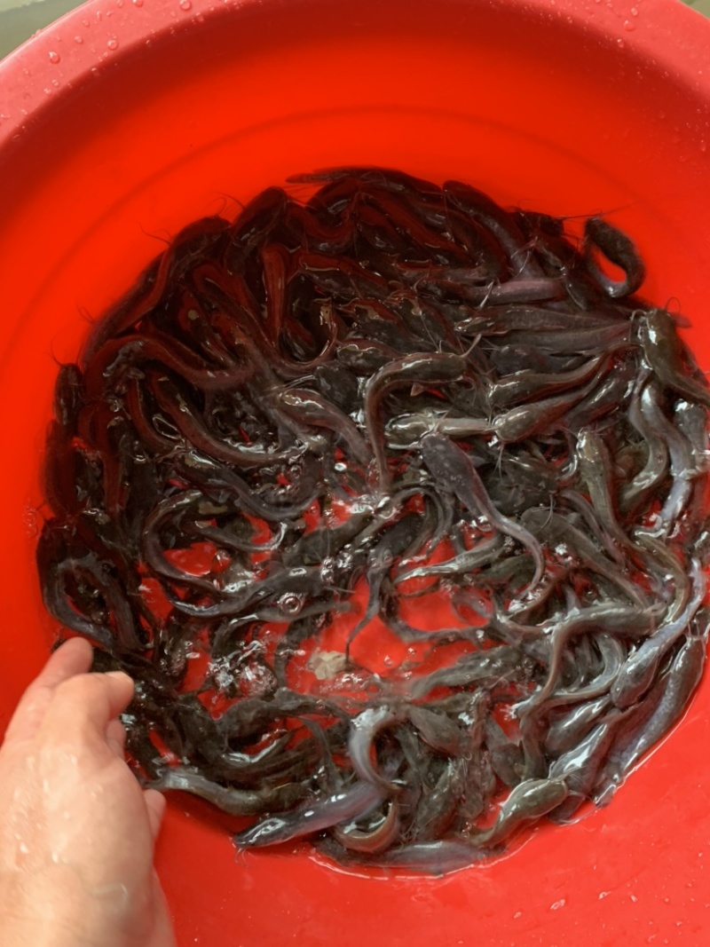 埃及鱼苗，养殖环境简单，生长速度更快，养殖简单方便。