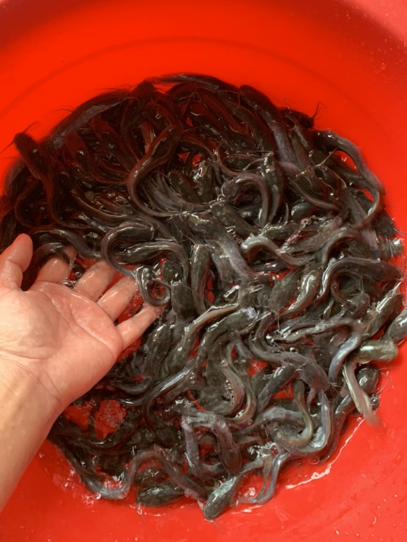 埃及鱼苗，养殖环境简单，生长速度更快，养殖简单方便。