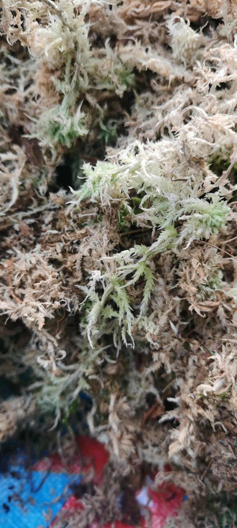干水苔