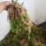 干水苔