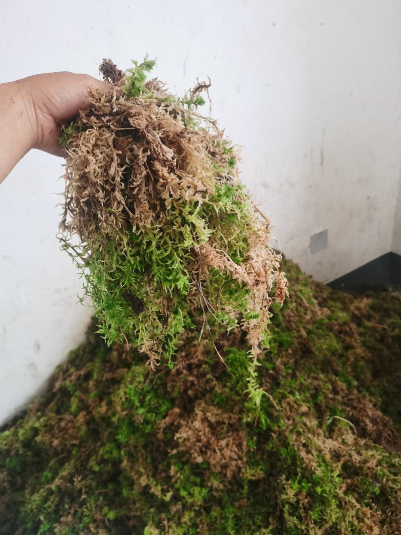 干水苔