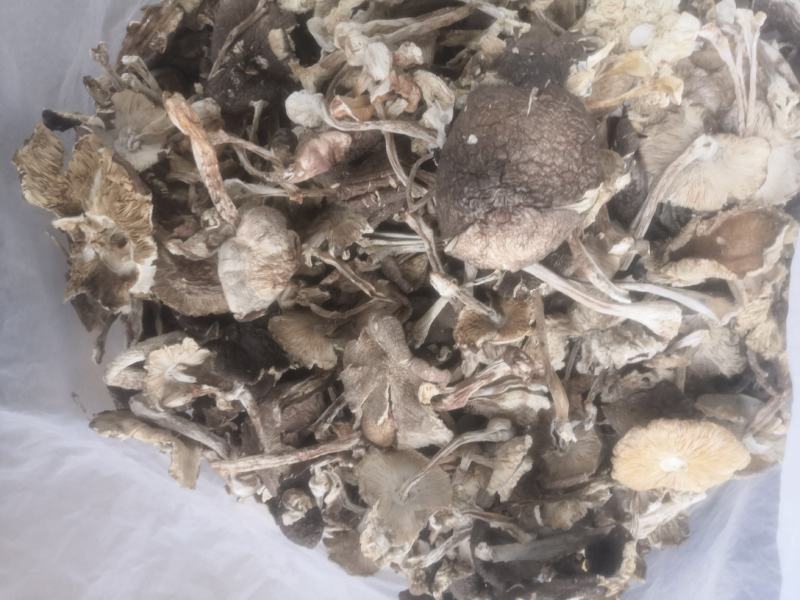 鸡枞菌，来自云南思茅大山的馈赠