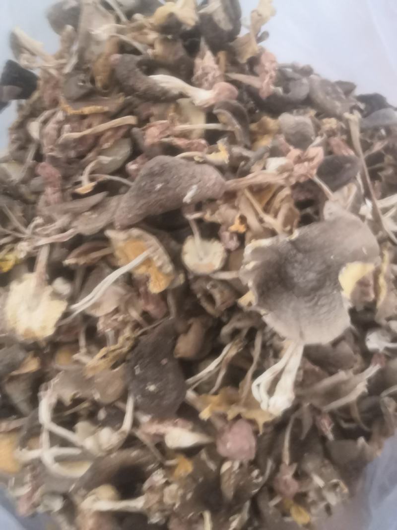 鸡枞菌，来自云南思茅大山的馈赠
