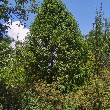 精品梨树，基地直供，一手货源