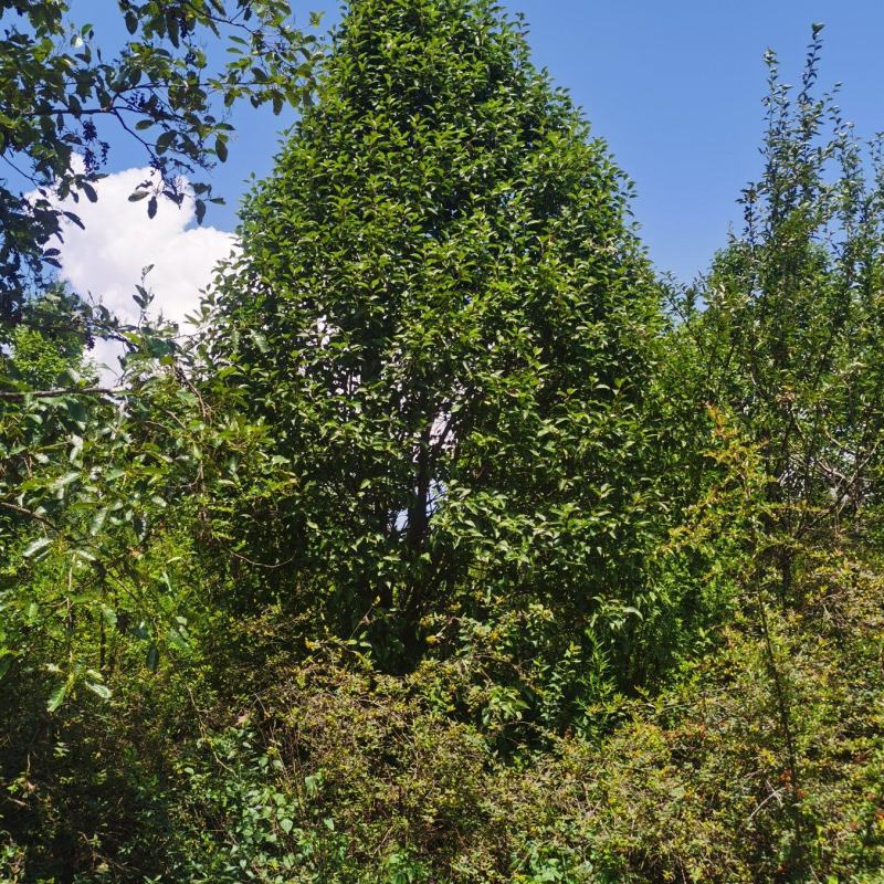精品梨树，基地直供，一手货源