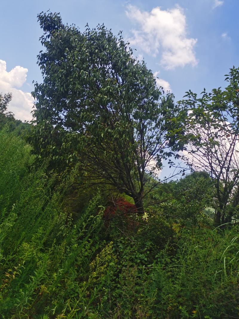 精品梨树，基地直供，一手货源