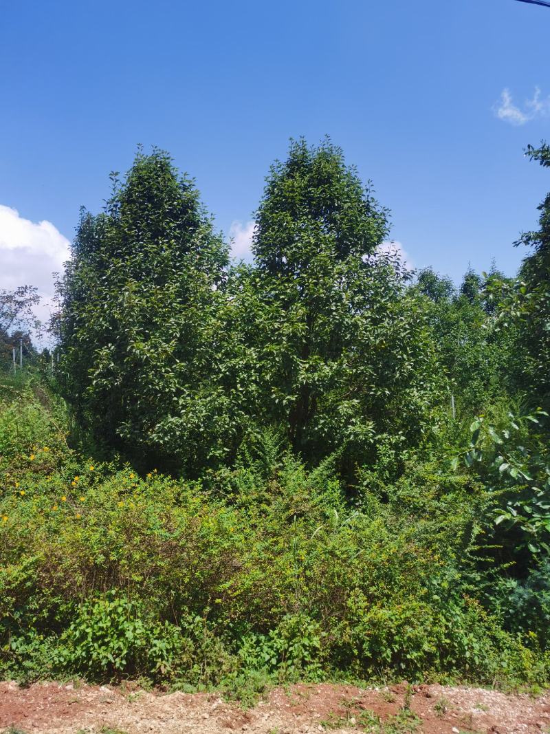 精品梨树，基地直供，一手货源