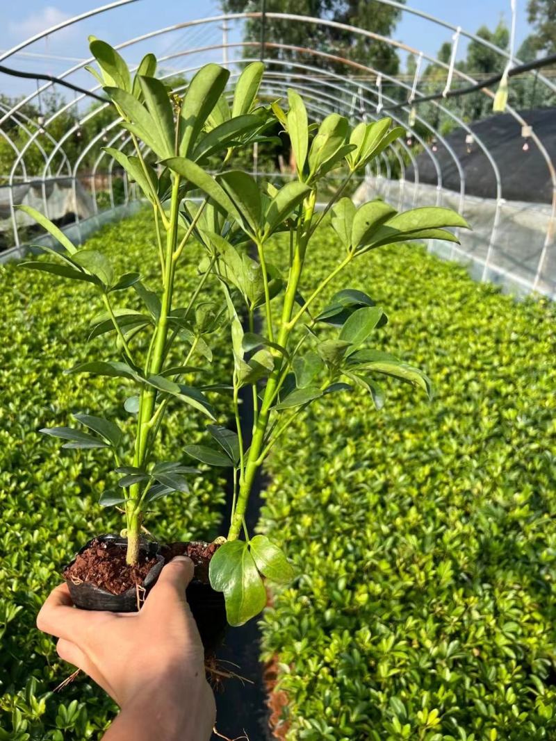 昆明鸭脚木鹅掌柴基地直供一手货源视频看货质量保障等您来电