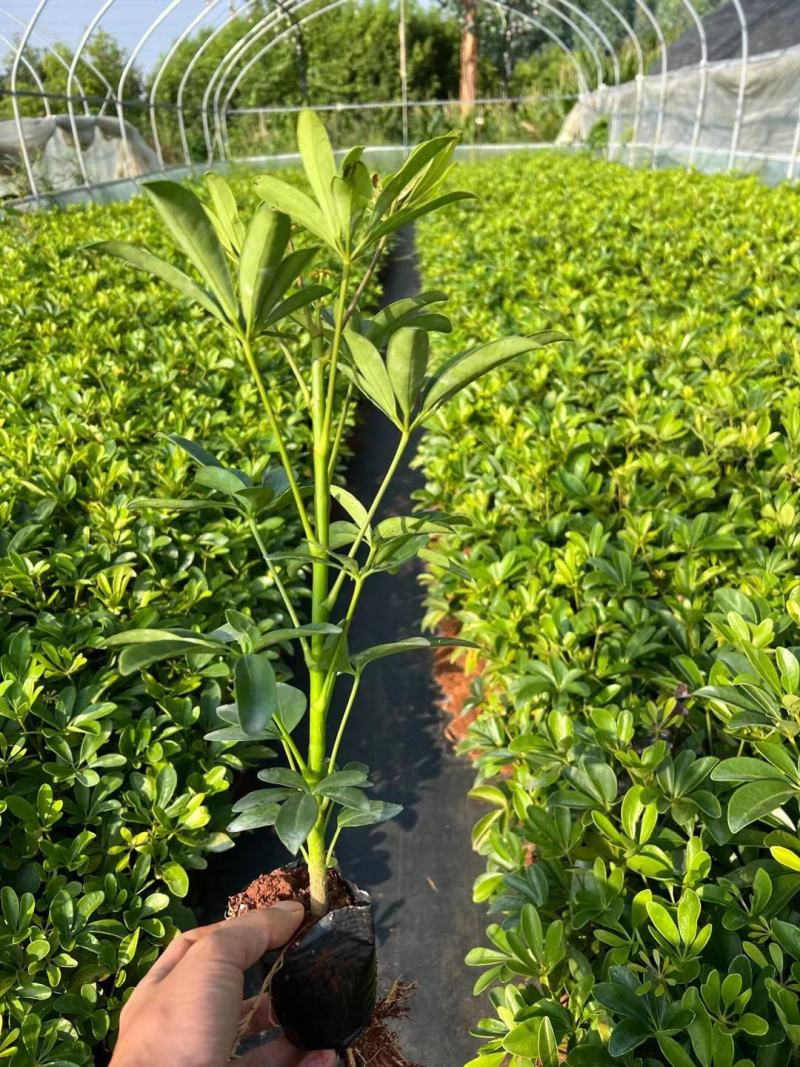 昆明鸭脚木鹅掌柴基地直供一手货源视频看货质量保障等您来电