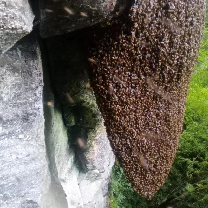 云南高山纯野生岩蜂蜜，生长在岩石上的蜂蜜，云南特产