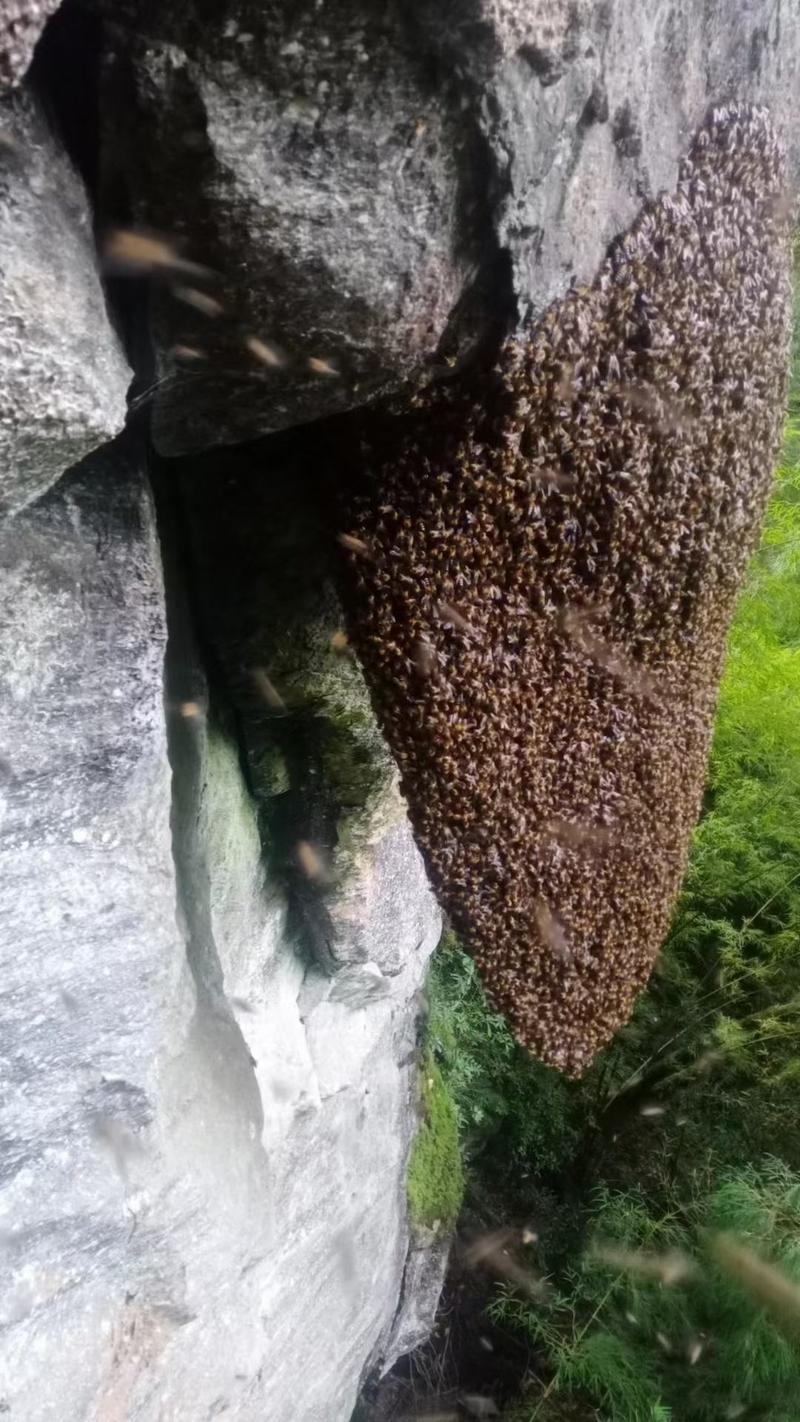 云南高山纯野生岩蜂蜜，生长在岩石上的蜂蜜，云南特产