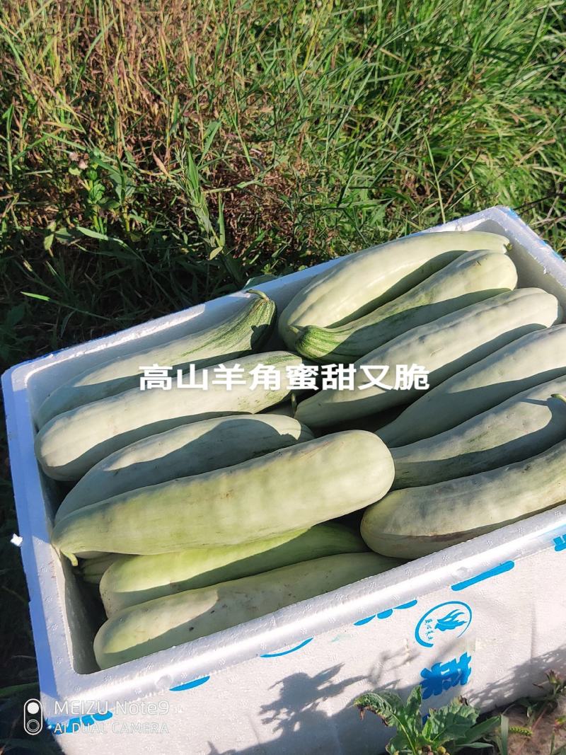 高山羊角蜜甜瓜