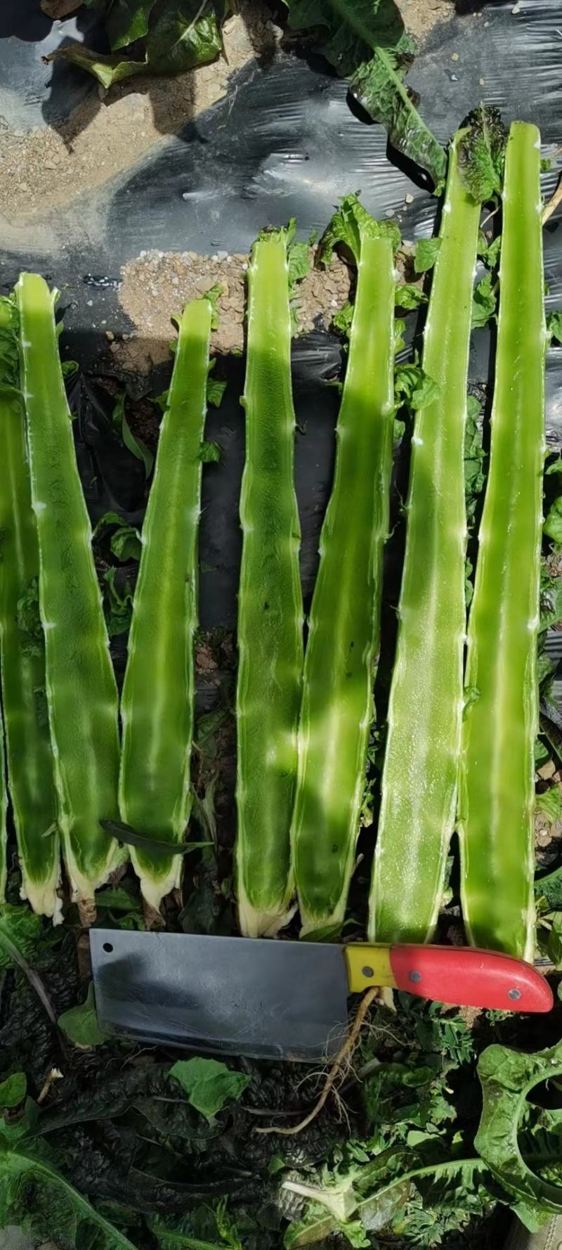 莴笋杆子，基地货，高山种植，品质保证，青皮青肉