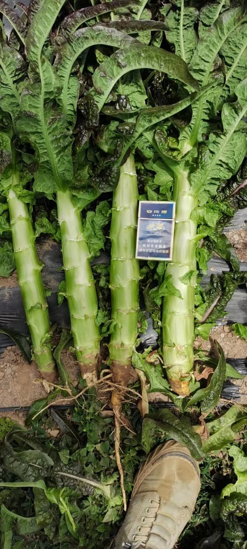 莴笋杆子，基地货，高山种植，品质保证，青皮青肉