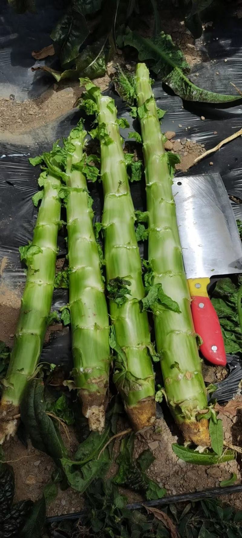 莴笋杆子，基地货，高山种植，品质保证，青皮青肉