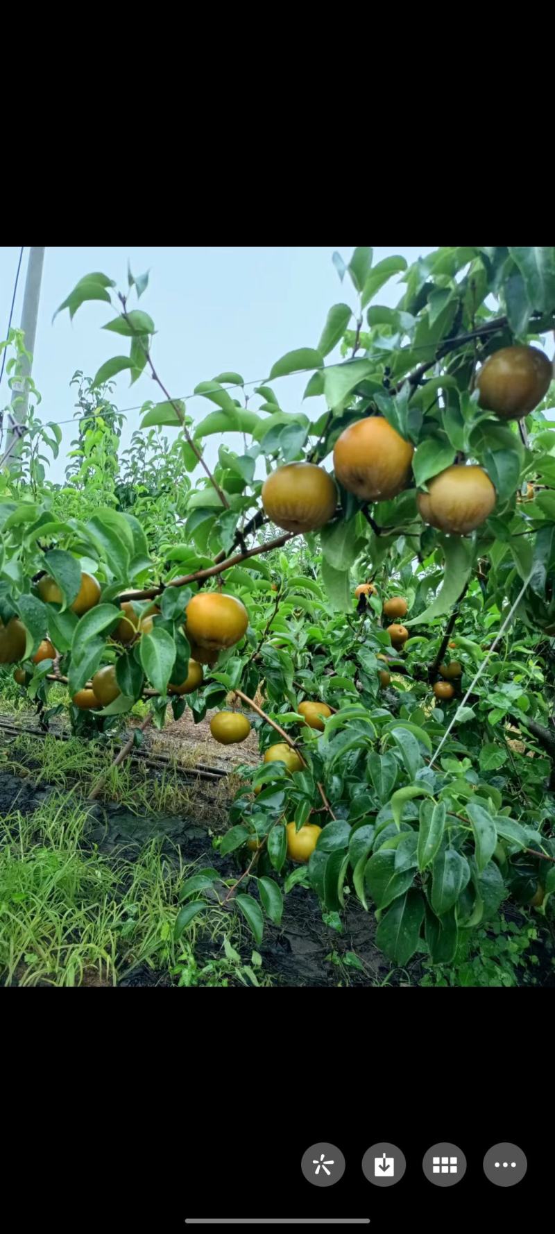 圆黄梨大量上市