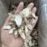 铁棍山药片正宗河南温县怀山药干无硫熏***