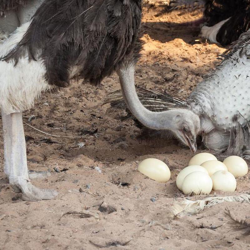 鸵鸟蛋非洲一枚3斤以上送礼佳品零售批发鸵鸟蛋基地直供