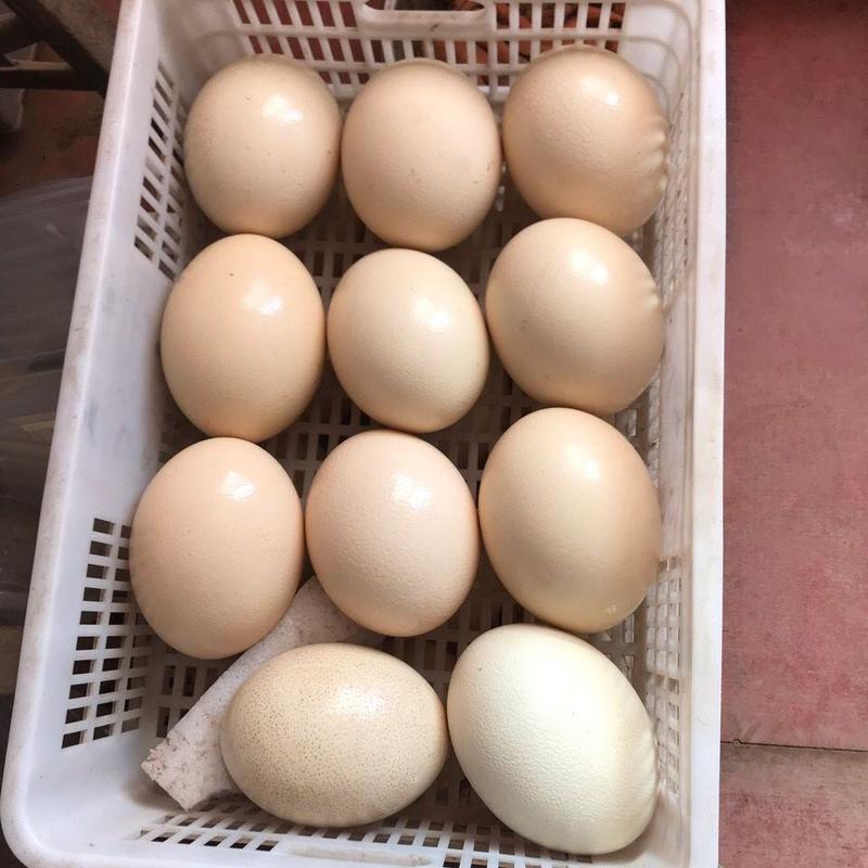 鸵鸟蛋非洲一枚3斤以上送礼佳品零售批发鸵鸟蛋基地直供