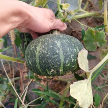 板栗南瓜，基地直出，口感好，价格优美，有量需要联系。