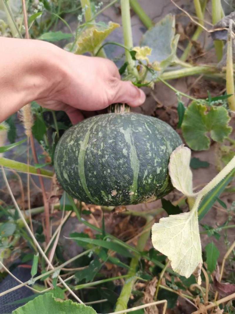 板栗南瓜，基地直出，口感好，价格优美，有量需要联系。