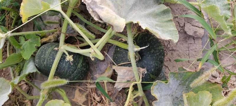 板栗南瓜，基地直出，口感好，价格优美，有量需要联系。