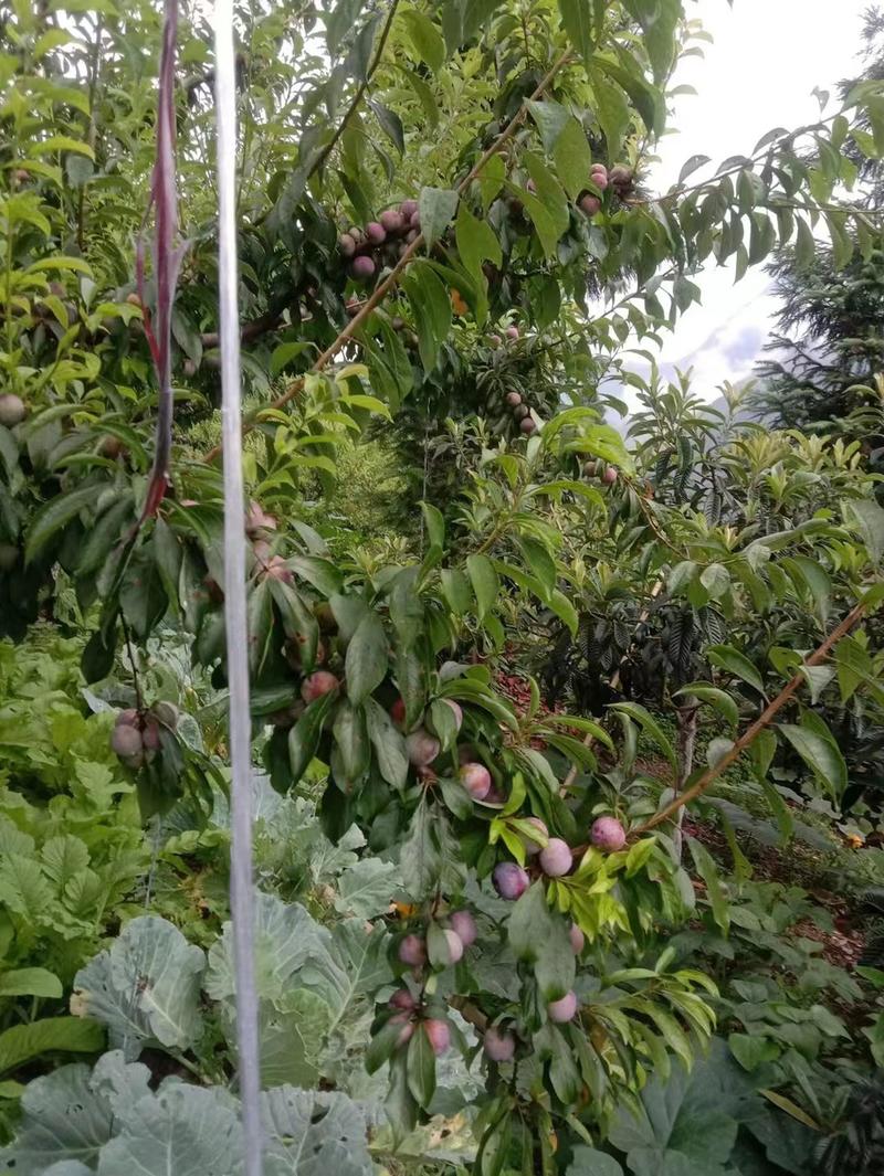 高山脆红李，离核，酸甜可口