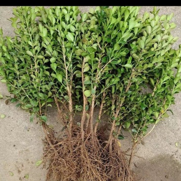 自家苗木大量销售