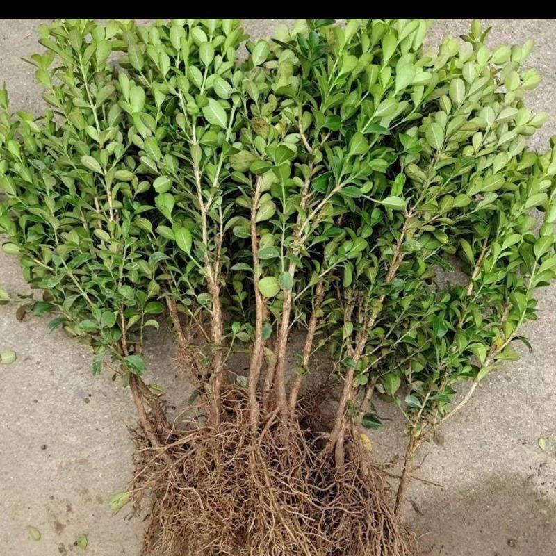 自家苗木大量销售
