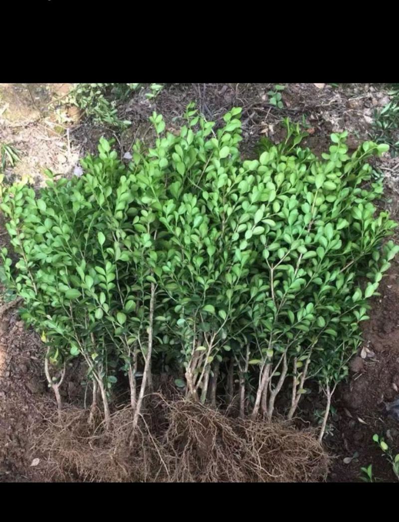 自家苗木大量销售