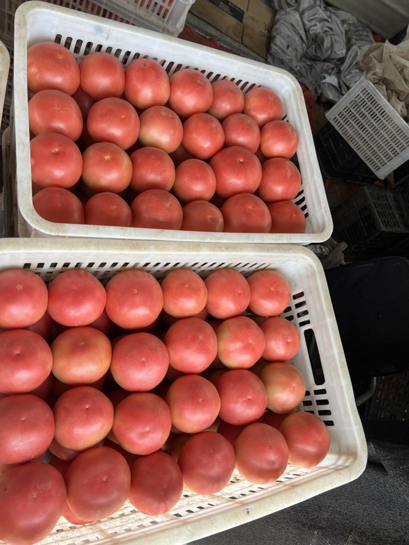 山西西红柿，大量有货，欢迎各位老板咨询预定