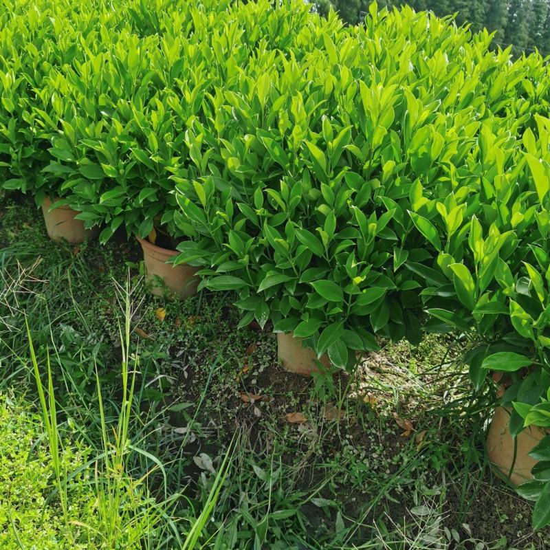 非洲茉莉，有精品货，工程货。量大从优。价格可电议